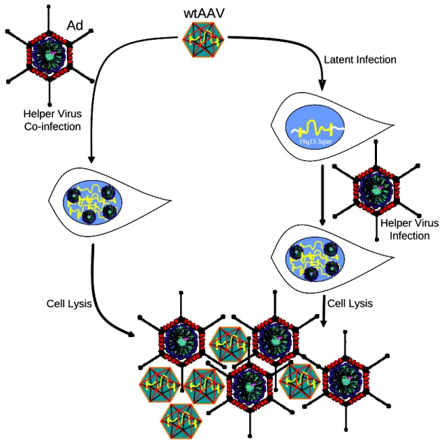 Figure 1-2 AAV Latent and Lytic Life Cycles. 