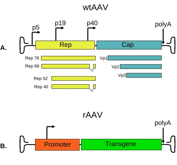 Figure 1-3. Comparing wtAAV to rAAV.   