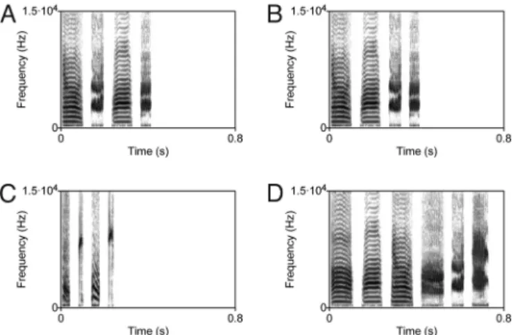 Fig. 1. Spectrograms of constructed song stimuli. (A) Stacks and trills in ABAB order