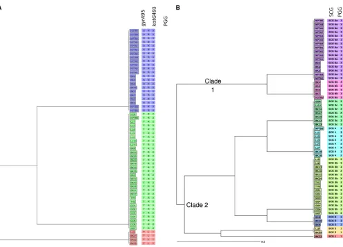 FIG 3 Neighbor-joining phylogeny showing the principal genetic grouping and single nucleotide polymorphism cluster grouping proﬁles of 57 and 56 Welshisolates, respectively, with the reference genome H37Rv also being assigned