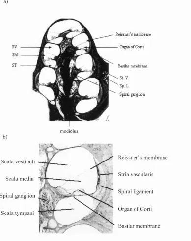 Figure 1.1 The M am m alian C ochlea