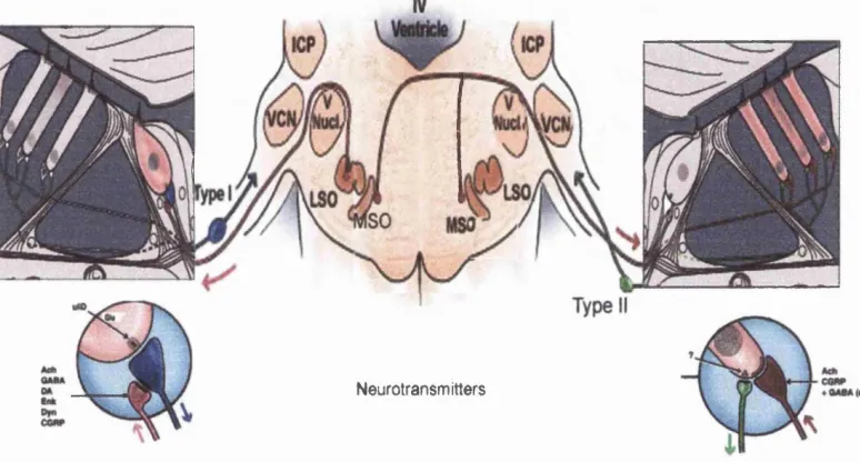 Figure 1.3: The Olivocochlear Efferent System,