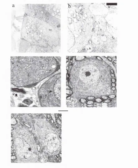 Figure 2.3: Electron Microscopy Images of Auditory Structures