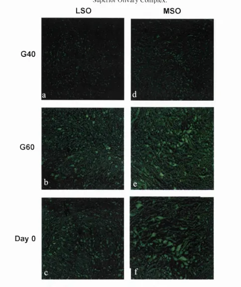 Fig. 2.8: In the LSO, labelling was weak al G40 (a), wilh more intense immunoreactivity 
