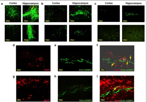 Fig. 6 Localization and expression of astrocyte or neuron markers of transplanted ADMSCs in the injured brain tissues