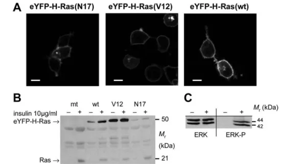 Fig. 1. (A) Images of the localization of eYFP-H-Ras in transiently transfected HEK293 cells
