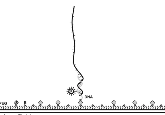 Fig. 2 Schematic representation of sample immobilization. The glass coverslip is amine-modified, and the NHS-ester form of mPEG and biotin-PEG are covalently conjugated to the surface