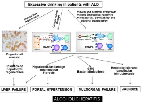 Figure 2. Pathogenesis and molecular mechanisms that trigger liver failure, SIRS, and multi- multi-organ failure in AH