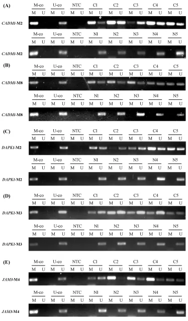 Figure 1: Methylation status of candidate genes in representative examples. (A) CADM1-M2