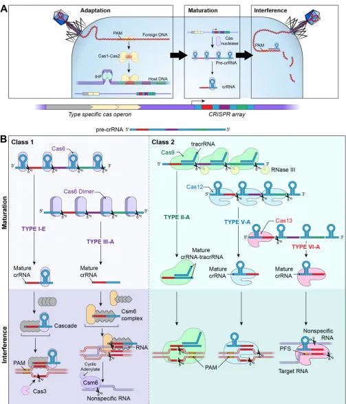 FIG 1 Biological diversity of the CRISPR-Cas system. (A) The CRISPR-Cas defense mechanism has three stages, namely, adaptation, maturation, and interference.In the type 1-E system, adaption begins with the recognition of foreign DNA and an associated PAM b