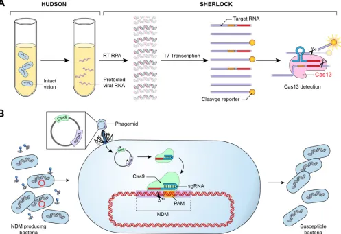 FIG 2 Diagnostic and therapeutic applications of CRISPR-Cas. (A) A CRISPR-based rapid diagnostic test combines HUDSON with SHERLOCK, allowing rapiddetection of viral nucleic acid directly from body ﬂuids
