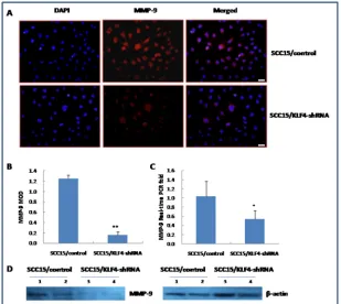 Figure 9: Stable transduction of KLF4-shRNA into SCC15 cells could decrease cell migration and invasion ability