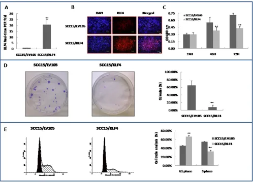 Figure 7A–7C. These data further confirmed cell 