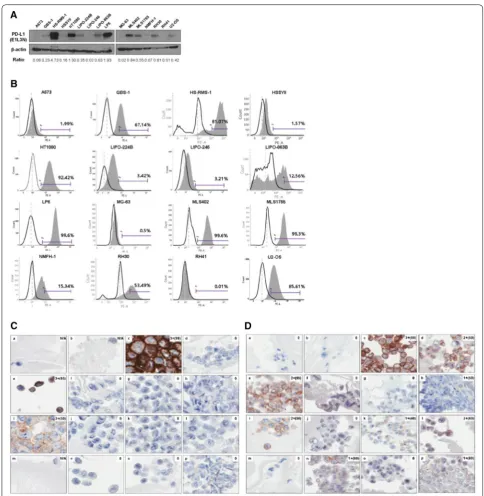 Fig. 1 Expression levels of PD‑L1 protein in various human sarcoma cell lines. A Total PD‑L1 protein expression was determined by western blotting