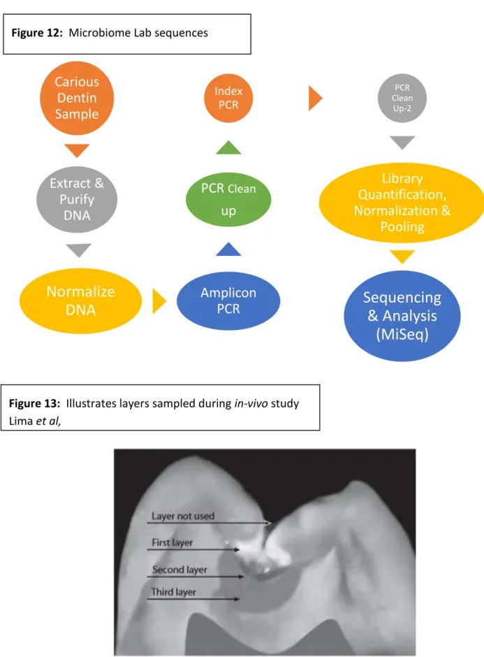 Figure 13:  Illustrates layers sampled during in-vivo study  Lima et al,  