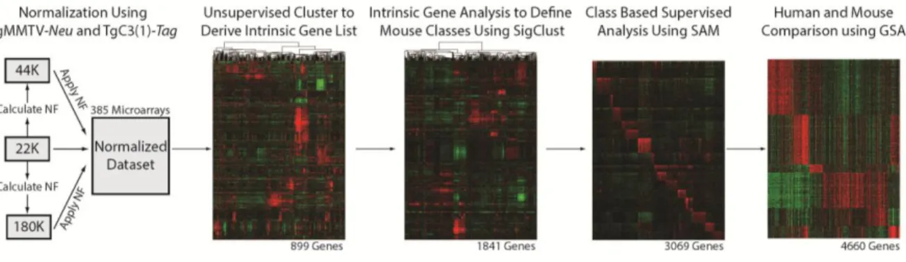 Figure 1: Flowchart of murine expression data analysis  