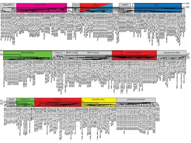 Figure 3:  Murine intrinsic tumor dendrogram by sample. 