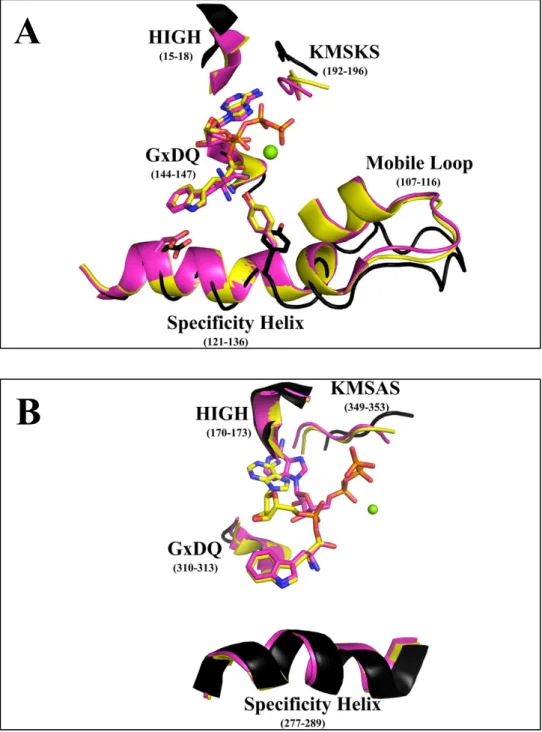 Figure 1: Varied structural consequences of substrate binding to prokaryotic and eukaryotic  TrpRS