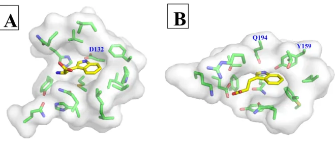 Figure 2: Differential modes of tryptophan recognition. (A) Prokaryotic TrpRS enzymes use a strictly  conserved aspartic acid to recognize the NE1 atom of tryptophan