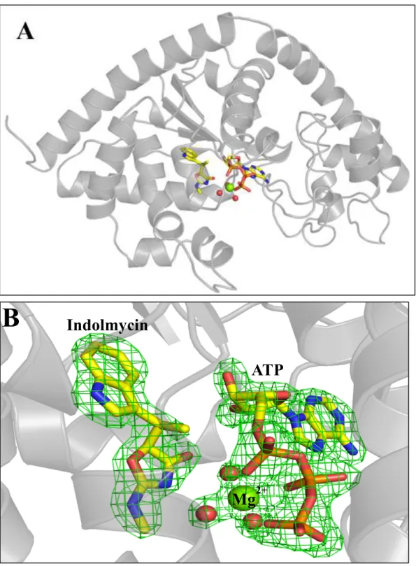 Figure 4: BsTrpRS forms a ternary complex with indolmycin and Mg 2+ •ATP in a closed 