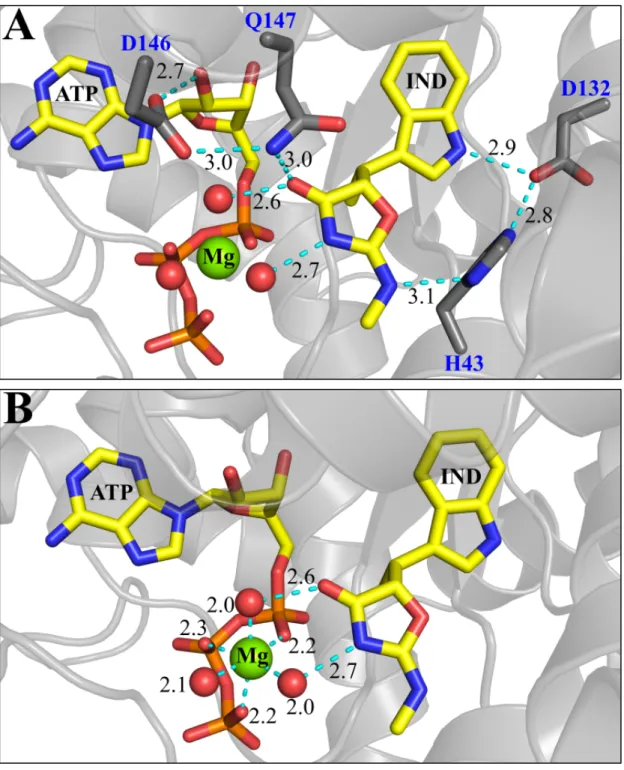 Figure 5: Hydrogen bonding and electrostatic interactions promote indolmycin binding and Mg 2+