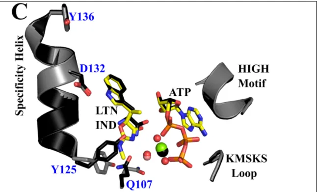 Figure 6: Comparison of ligand-free, preTS, and inhibited BsTrpRS structures. (A) Compared to the  apo-form (pink; 1D2R), the fully occupied PreTS structure (black; 1MAU) assumes a closed 