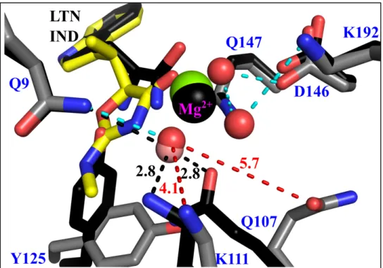 Figure 7: Differential BsTrpRS side-chain interactions with the water molecules electrostatically  coordinated with Mg 2+  in the PreTS and inhibited structures