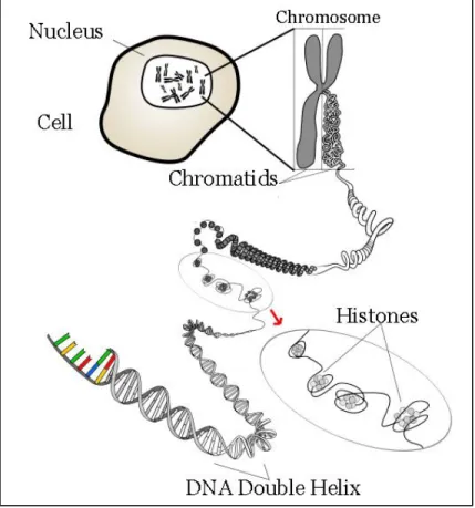 Figure 1.1 DNA Packaging. Telomeric DNA caps the ends of  chromosomes that are wound into histones and packaged into  the cell nucleus