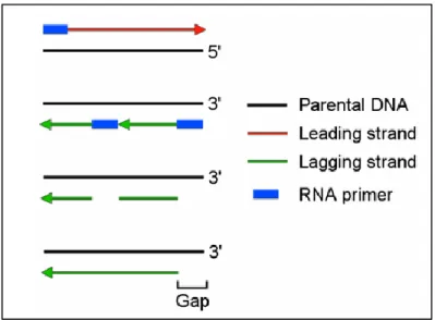 Figure 1.2 The End Replication Problem. Inefficient  DNA synthesis results in a shortened lagging strand and a  3’ overhang