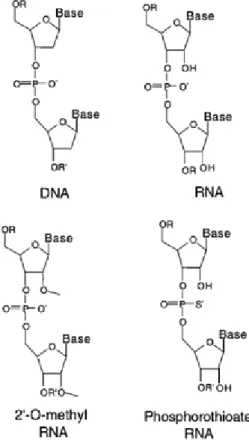 Figure 2.2 Oligonucleotide Backbone Modifications. 