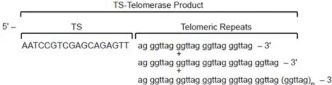 Figure 2.3 TRAPeze Assay Scheme. The two step TRAPeze assay used  to assess telomerase activity in cell samples