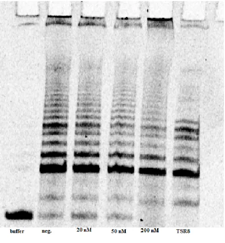 Figure 2.4 TRAP  Assay Gel for 24 hr. 