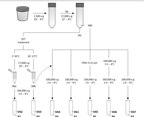 Fig. 1 UEVs isolation workflow. Schematic representation of protocols tested to isolate uEVs