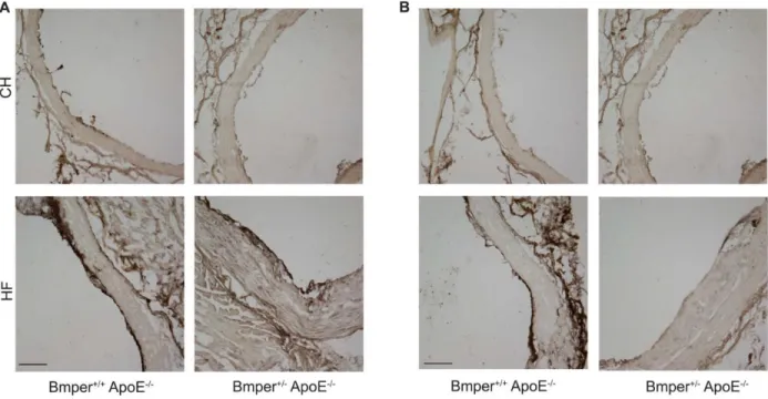Figure 2-8. BMPER and BMP4 expression was increased in mice fed a high fat diet.