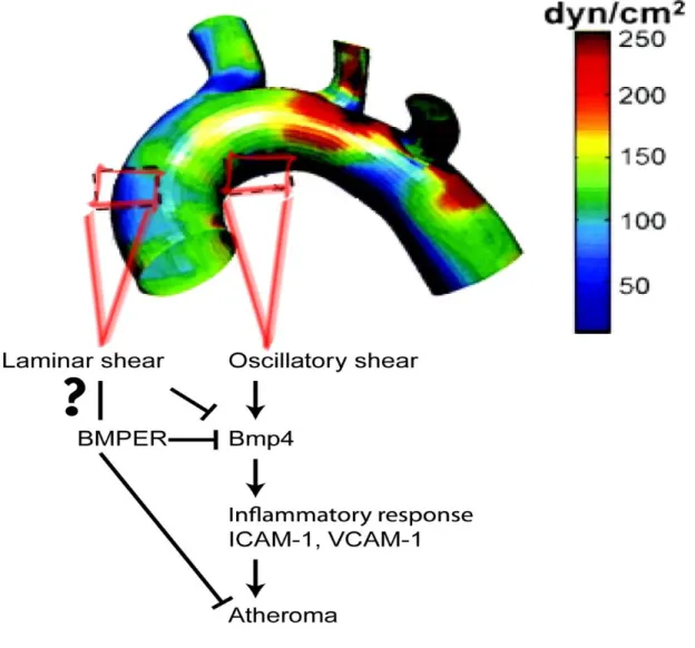 Figure 2-11. Schematic illustration demonstrating how BMPER exerts protective effects  in the vasculature by regulating BMP4 signaling