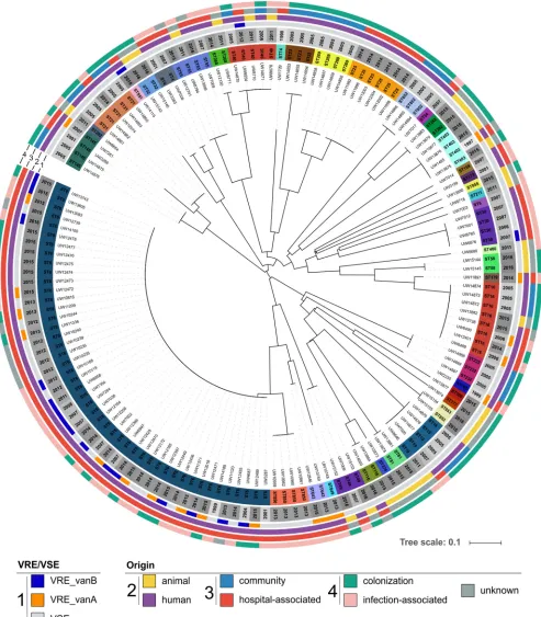 FIG 1 Isolate collection for establishing the E. faecalis cgMLST scheme (n � 146). The phylogenetic tree is based on MLST analyses and was calculatedwith SeqSphere�