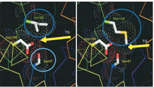 Fig. 3. Structural modifications at  the PNPLA3 rs738409 locus (I148)  affect the substrate binding groove  rather than the catalytic center of  the protein