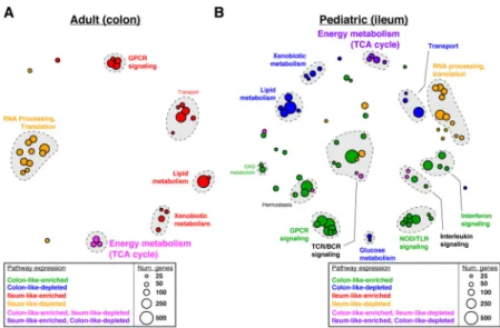 Figure 3. Pathways enriched for differentially expressed genes associated with CD phenotypes Pathway enrichments were determined using GSAA (FDR<0.1, permutation test) for all  pairwise comparisons between all CD, colon-like CD, ileum-like CD, and non-I