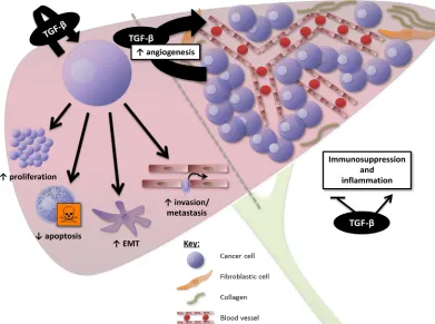 Figure 2: Overview of the effects of TGF-β signalling in PDAC. At the cellular level, TGF-β induces proliferation and survival (fibrotic cells), involved in the production of a dense fibrotic stroma and the resulting low vascularization of PDAC