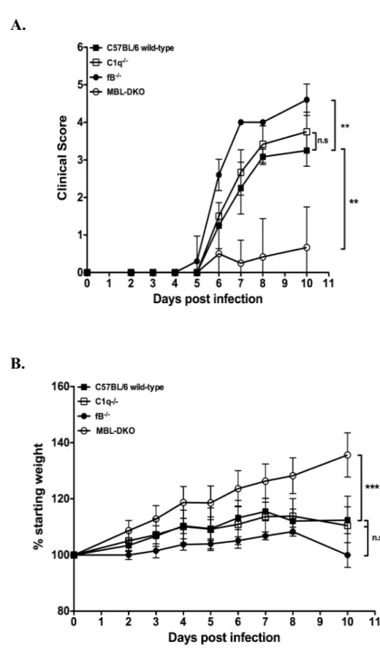 Figure 2.1: MBL is required for development of severe RRV-induced disease and  tissue damage