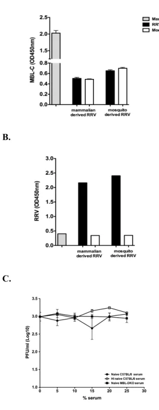 Figure 2.4: MBL does not bind or neutralize RRV virions. 