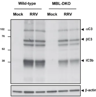 Figure 2.5: Complement activation within quadriceps muscle is largely dependent  on MBL