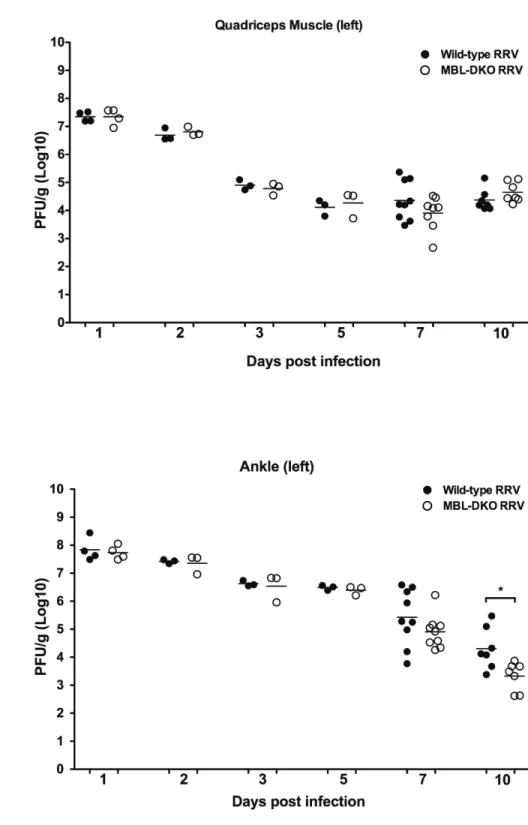 Figure 2.7: MBL deficiency does not affect viral replication or tropism within  infected tissues