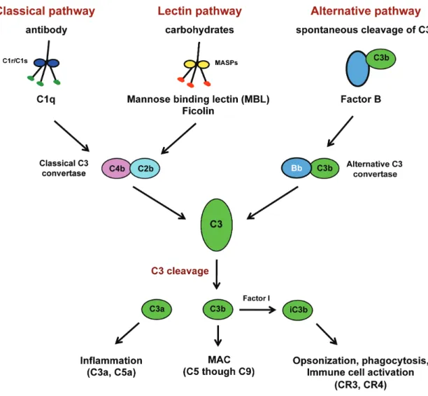 Figure 1.2: The host complement system.  