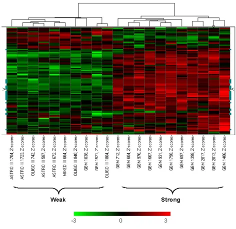 Figure 3βSVM algorithm. Each row represents one of the 103 TGFTGFmost consistent TGFThe SVM training set showing distinct weak or strong TGFβ-responsive genes (in the Freije dataset) response pattern in the 103 classifiers that were selected from the The S