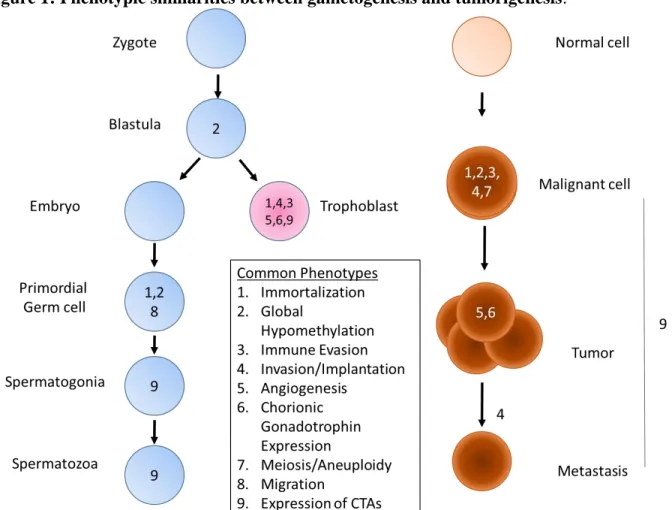 Figure 1: Phenotypic similarities between gametogenesis and tumorigenesis. 
