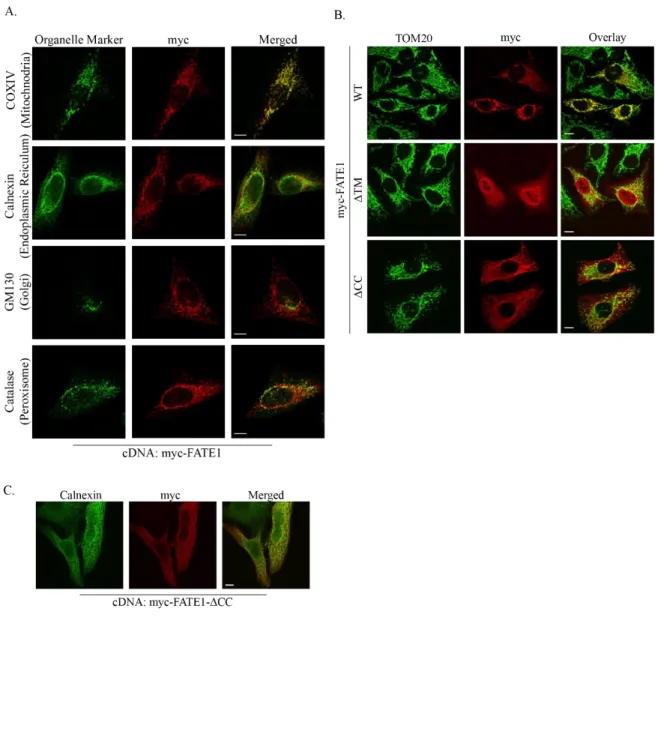 Figure 6: FATE1 is a mitochondrial protein.  