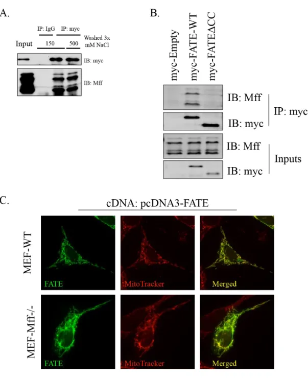 Figure 7: FATE1 interacts with Mitochondrial Fission Factor. 