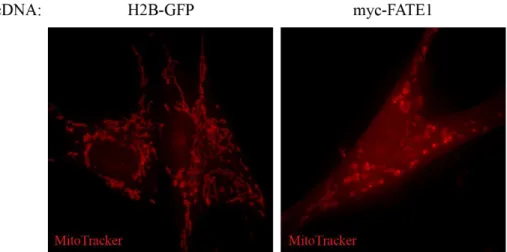 Figure 8: FATE1 alters mitochondrial morphology. 