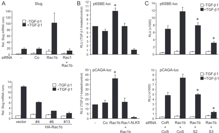 Figure 6: Rac1b negatively regulates TGF-β1-induced Slug expression and general Smad-mediated transcription